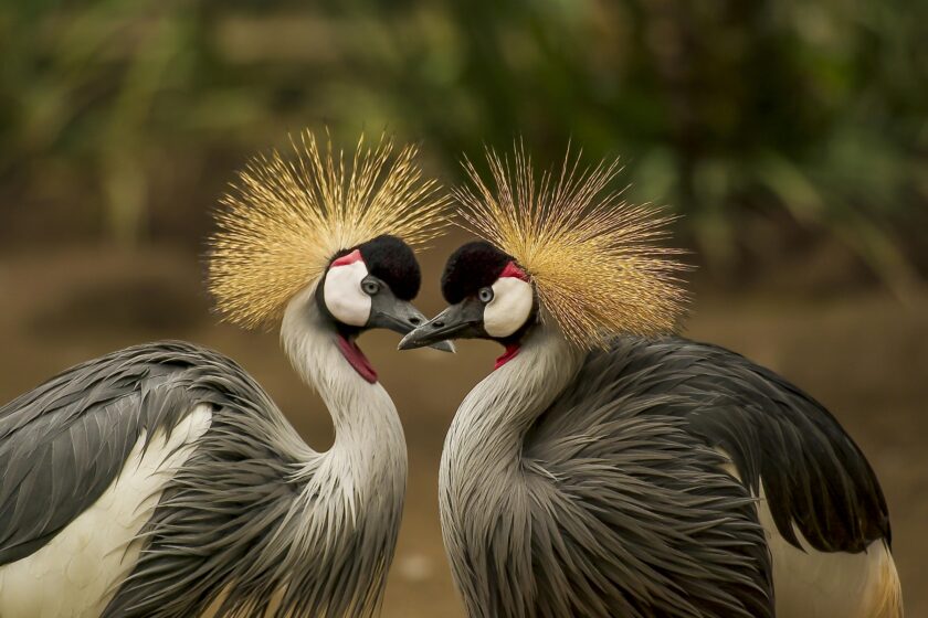 25 Weird But True Facts About Animals