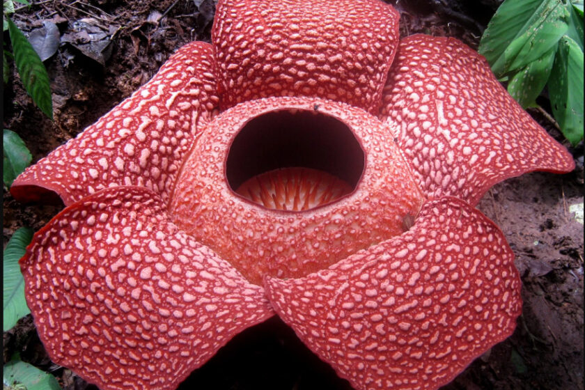 7 Amazing and Little-Known Facts About the World That Will Change How You See Nature